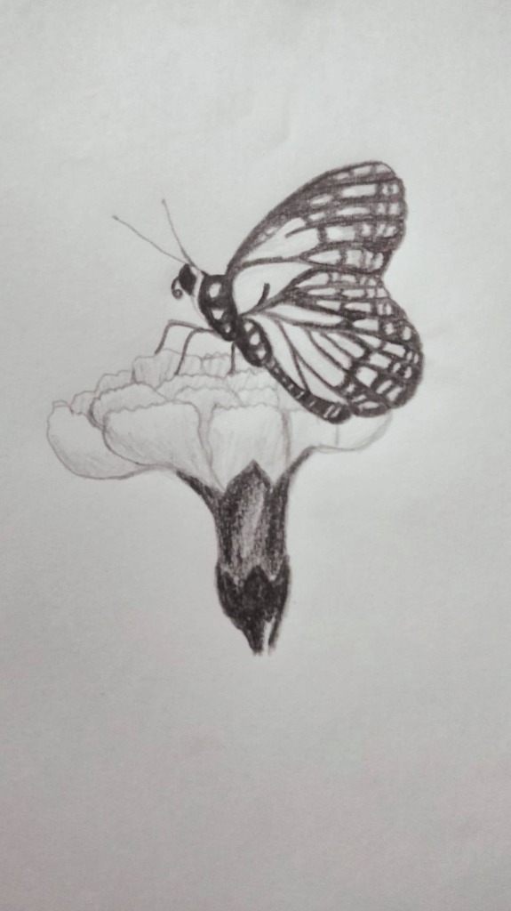 Butterfly Sketch - Nature Study